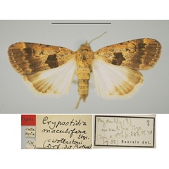 /filer/webapps/moths/media/images/M/maculifera_Hydrilla_PLT_ZMHB.jpg