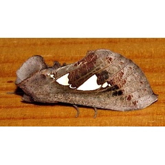 /filer/webapps/moths/media/images/B/bracteata_Antiophlebia_A_Braun_15.jpg