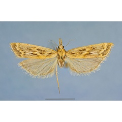 /filer/webapps/moths/media/images/A/asirensis_HT_Arabia_7490a.jpg