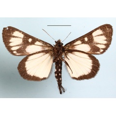 /filer/webapps/moths/media/images/C/caudata_Hespagarista_A_MGCLb_01.JPG