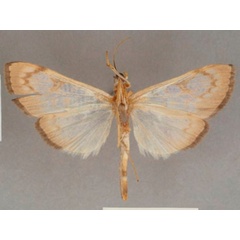 /filer/webapps/moths/media/images/R/rufilinealis_Chalcidoptera_ST_OUMNHb.01.jpg