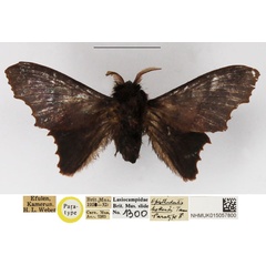 /filer/webapps/moths/media/images/H/hollandi_Opisthodontia_PTM_NHMUK.jpg