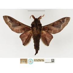 /filer/webapps/moths/media/images/R/rufaria_Taragama_STM_NHMUK.jpg