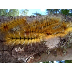 /filer/webapps/moths/media/images/R/robusta_Gonometa_C_Wursten.jpg