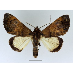 /filer/webapps/moths/media/images/P/pacifica_Amblyprora_AM_Basquin.jpg