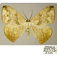 /filer/webapps/moths/media/images/J/jacksoni_Epigynopteryx_AM_ZSMa.jpg