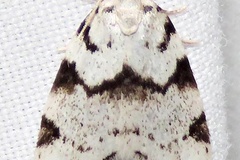 Eurosia lineata