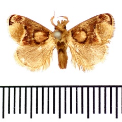 /filer/webapps/moths/media/images/D/discophora_Zinara_AM_BMNH.jpg