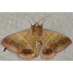 /filer/webapps/moths/media/images/S/synethes_Achaea_A_Heyns_01.jpg