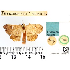 /filer/webapps/moths/media/images/V/vicaria_Thyridospila_HT_BMNH.jpg