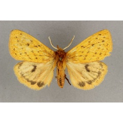 /filer/webapps/moths/media/images/X/xanthica_Carcinarctia_HT_BMNH.jpg