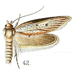 /filer/webapps/moths/media/images/A/acutipennis_Apiletria_HT_Walsingham_5-42.jpg