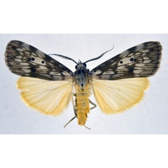 /filer/webapps/moths/media/images/A/agnesae_Sommeria_AM_NHMO.jpg