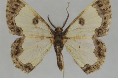 Zamarada weberi