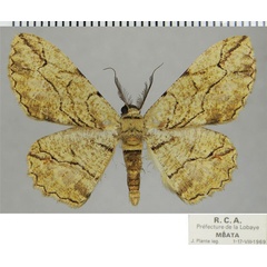 /filer/webapps/moths/media/images/I/intrusilinea_Hypomecis_AM_ZSMa.jpg