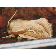 /filer/webapps/moths/media/images/D/donaldsoni_marshalli_Sena_A_Roland.jpg