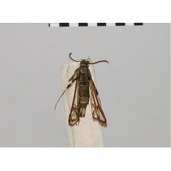 /filer/webapps/moths/media/images/C/citrura_Synanthedon_HT_BMNH.jpg