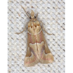 /filer/webapps/moths/media/images/P/pallidicarnea_Hypotia_A_Heyns_01.jpg