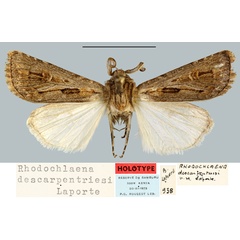 /filer/webapps/moths/media/images/D/descarpentriesi_Rhodochlaena_HT_MNHN.jpg