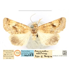 /filer/webapps/moths/media/images/A/albiluna_Amefrontia_PLT_BMNH_6c18H9C.jpg