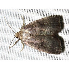 /filer/webapps/moths/media/images/N/nephrosticta_Athetis_A_Braun.jpg