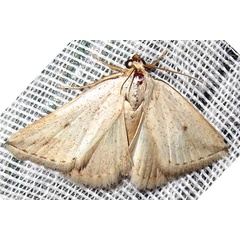 /filer/webapps/moths/media/images/U/uninotata_Eublemma_A_Braun_03.jpg
