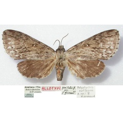 /filer/webapps/moths/media/images/S/suffuscus_Polyptychus_STF_MNHN.jpg