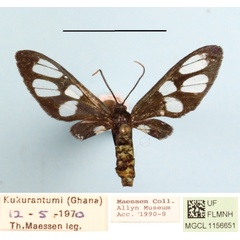 /filer/webapps/moths/media/images/N/nigrobasalis_Amata_A_MGCLa_01.JPG