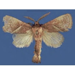 /filer/webapps/moths/media/images/T/tubiraensis_Lukeniana_HT_NHMO.jpg