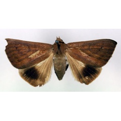 /filer/webapps/moths/media/images/T/teterrima_Ophisma_AF_RMCA.jpg