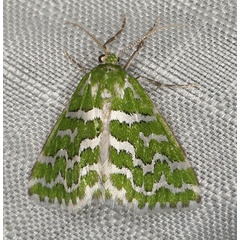 /filer/webapps/moths/media/images/M/moderata_Argyrographa_AF_Heyns.jpg