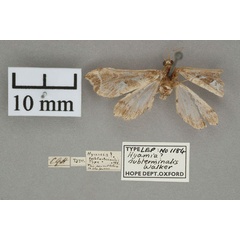 /filer/webapps/moths/media/images/S/subterminalis_Hyamia_HT_OUMNH_01.jpg