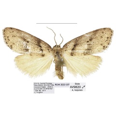 /filer/webapps/moths/media/images/K/kingstoni_Spatulosia_PTM_Kingston.jpg