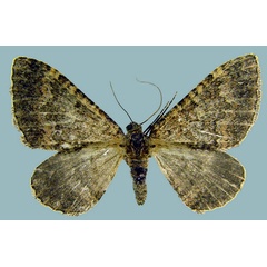 /filer/webapps/moths/media/images/E/edelsteni_Epirrhoe_AF_ZSM.jpg