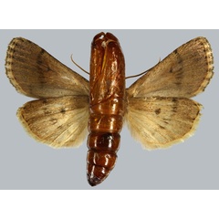 /filer/webapps/moths/media/images/T/transversa_Carelis_HT_MNHNb.jpg