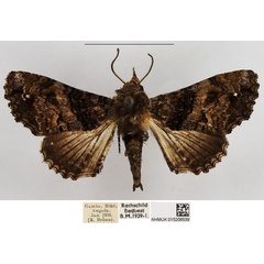 /filer/webapps/moths/media/images/T/transversata_Pataeta_AM_NHMUK.jpg