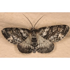 /filer/webapps/moths/media/images/P/pinguis_Phthonandria_A_Heyns_01.jpg