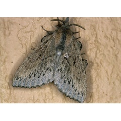 /filer/webapps/moths/media/images/C/cuneata_Rhinobombyx_A_Roland_19.jpg