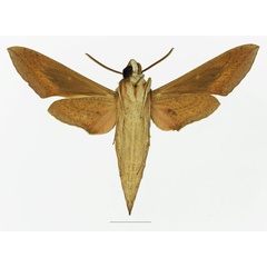 /filer/webapps/moths/media/images/C/celerio_Hippotion_AM_Basquin_01b.jpg