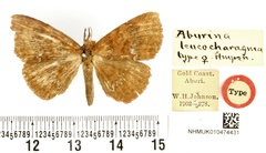 /filer/webapps/moths/media/images/L/leucocharagma_Aburina_HT_BMNH.jpg