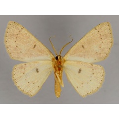 /filer/webapps/moths/media/images/H/hirtifemur_Cyclophora_A_ZSM_02.jpg