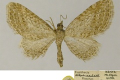 Eupithecia albimaculata