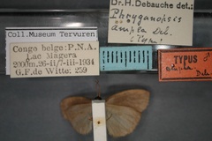 Macrodicella ampla