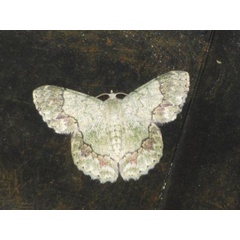 /filer/webapps/moths/media/images/R/ruginaria_Pingasa_A_Stanton.jpg