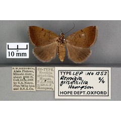 /filer/webapps/moths/media/images/G/griseicilia_Remigia_STF_OUMNH_01.jpg