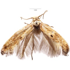 /filer/webapps/moths/media/images/A/agassizi_Elachista_HT_Agassiz.jpg