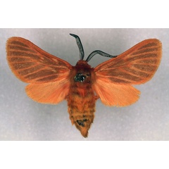 /filer/webapps/moths/media/images/H/henrardi_Metarctia_HT_RMCA_03.jpg