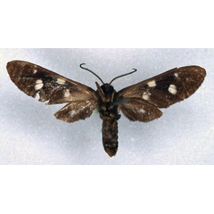 /filer/webapps/moths/media/images/H/homopunctata_Anapisa_HT_ZMHB_02.jpg