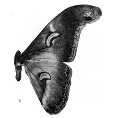 /filer/webapps/moths/media/images/G/gabonensis_Drepanoptera_HT_Testout_1936_3-1.jpg