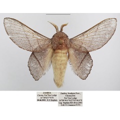 /filer/webapps/moths/media/images/L/lila_Sonitha_AM_TMSA.jpg